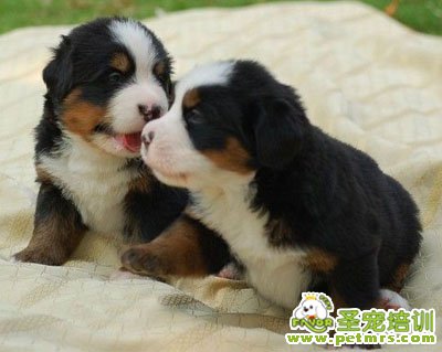 伯恩山幼犬