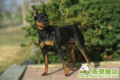 迷你杜賓犬
