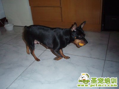 迷你杜賓犬