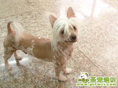 中國冠毛犬