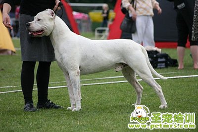 杜高犬
