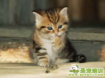 可愛的貓咪