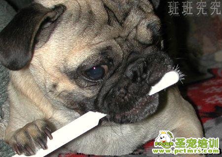 狗狗牙齒護理