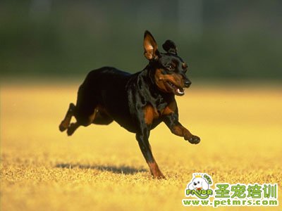 小鹿犬
