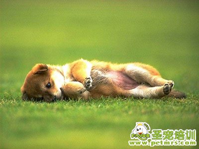 狗狗