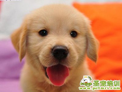 狗狗犬瘟?xí)沁@三點(diǎn)小細(xì)節(jié)造成的?