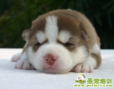 三點治療狗狗感冒的小方法