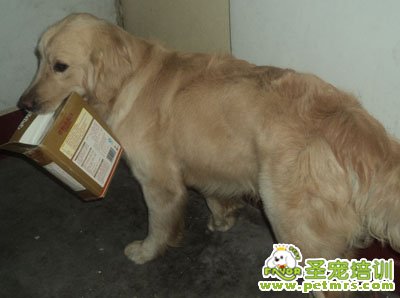 可愛寵物狗