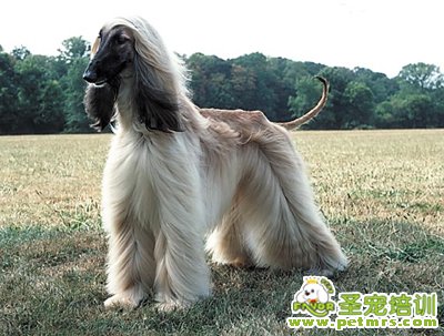阿富汗獵犬