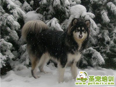 阿拉斯加雪橇犬