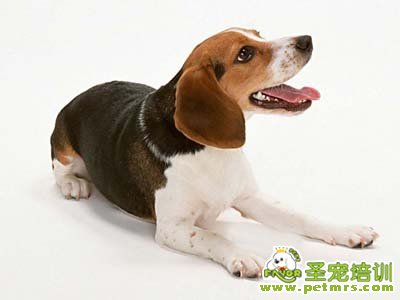 比格犬