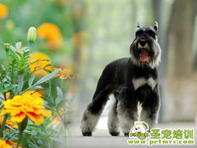 雪納瑞犬