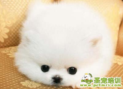 博美犬