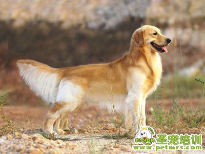 金毛犬
