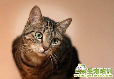 可愛貓咪美容