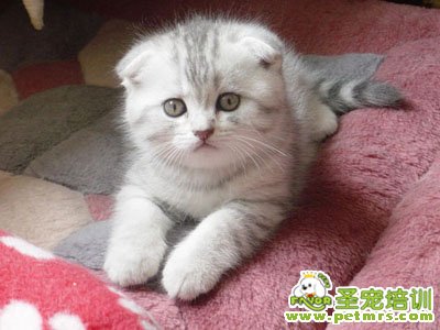 可愛貓咪