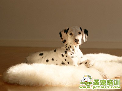 斑點狗狗