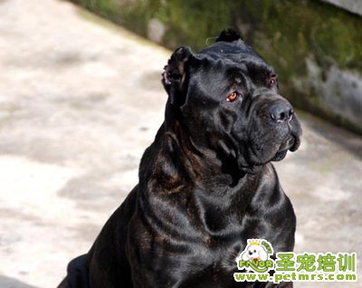 卡斯羅特點