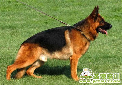 德國牧羊犬
