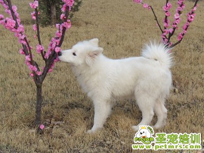 銀狐犬