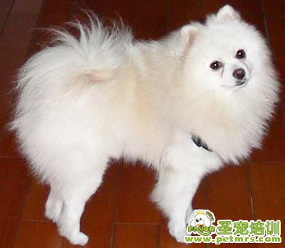 博美犬