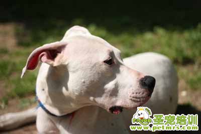 杜高犬
