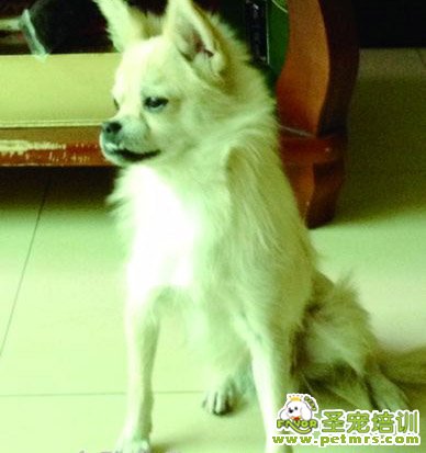 走失的狗狗