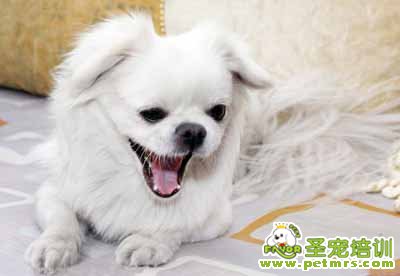 可愛狗狗