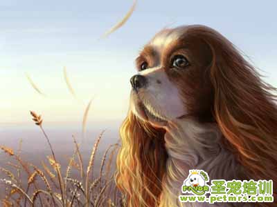 可愛狗狗