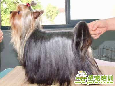 可愛狗狗