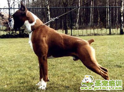 拳師犬