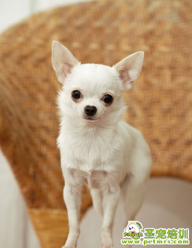 吉娃娃犬