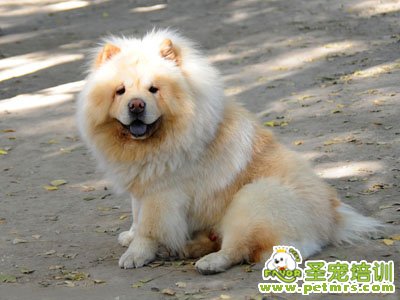 可愛狗狗