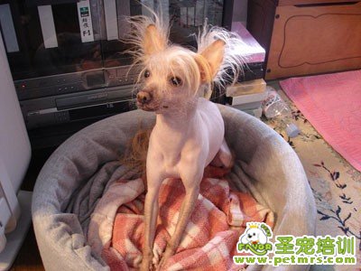 冠毛犬