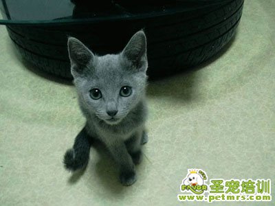 俄羅斯藍貓