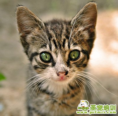 貓咪萌寵