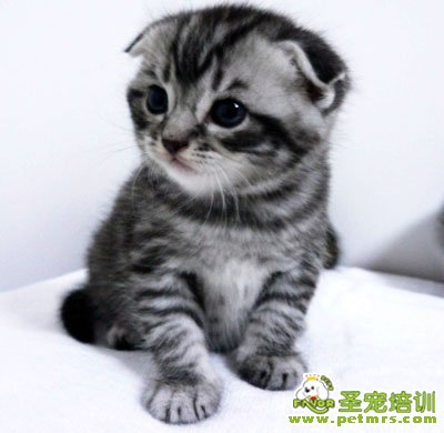 萌貓