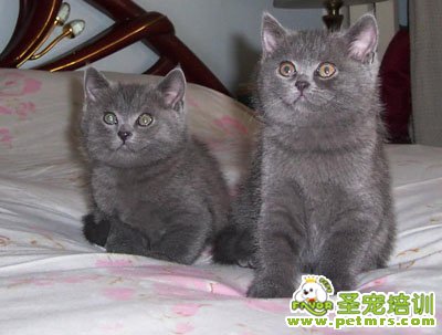 可愛貓咪圖片