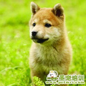 秋田犬