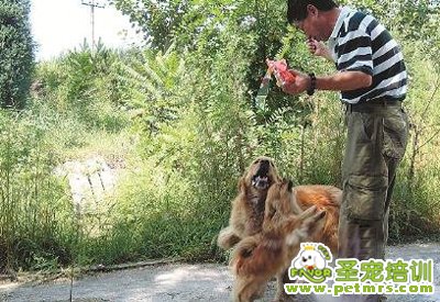 老張正在喂他的愛(ài)犬