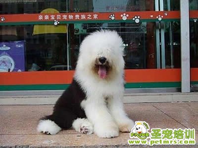 狗狗等待