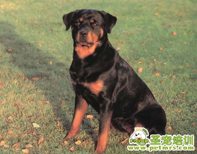 獵犬