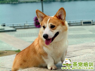 柯基犬