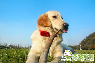 可愛狗狗