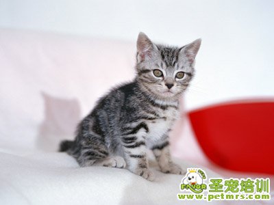 可愛的貓咪