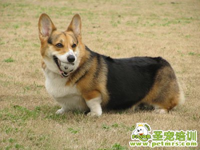 柯基犬美容