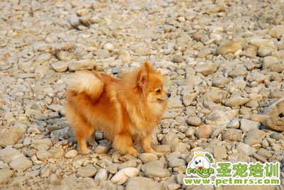 博美犬美容