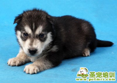 可愛的狗狗