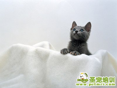 可愛的貓咪