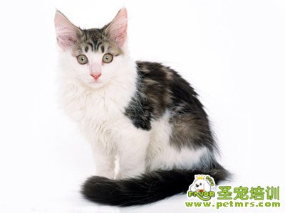 貓咪美容